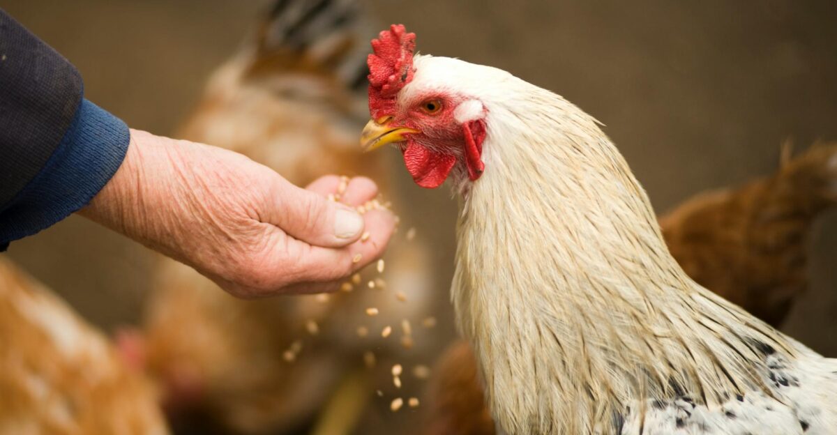 Close-up of a rooster eating grains from a person s hand in a rural farm setting