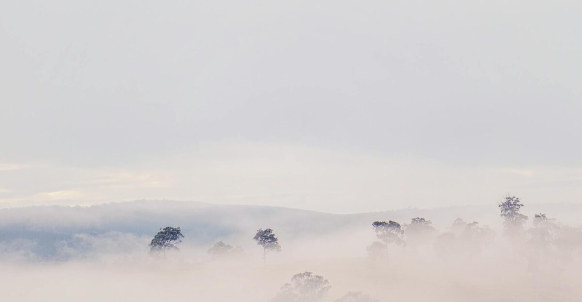 A tranquil view of tree tops emerging through a gentle mist in a foggy landscape