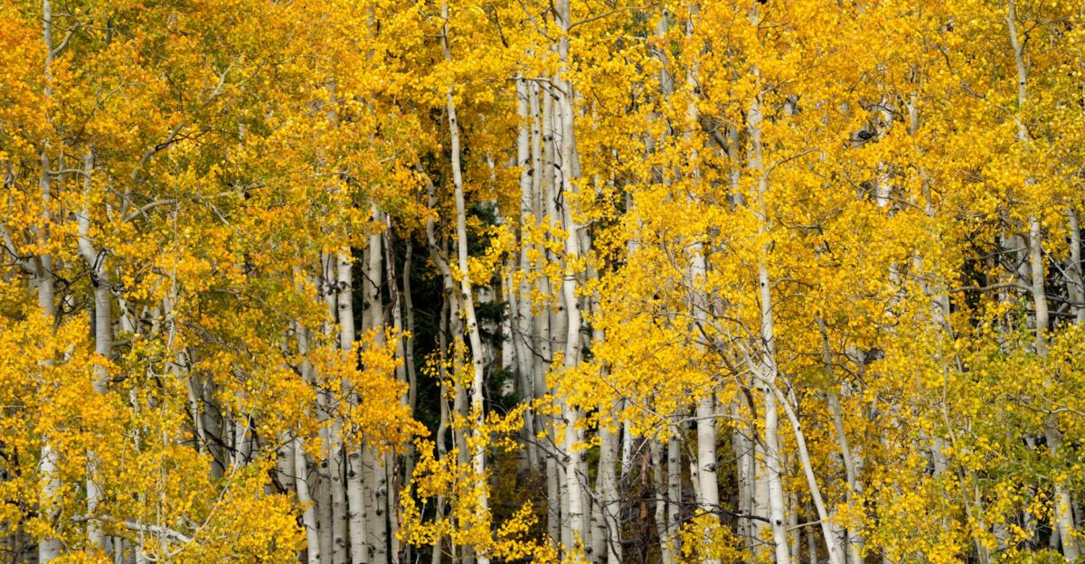 Dense aspen foliage in full fall colors at Crested Butte Colorado