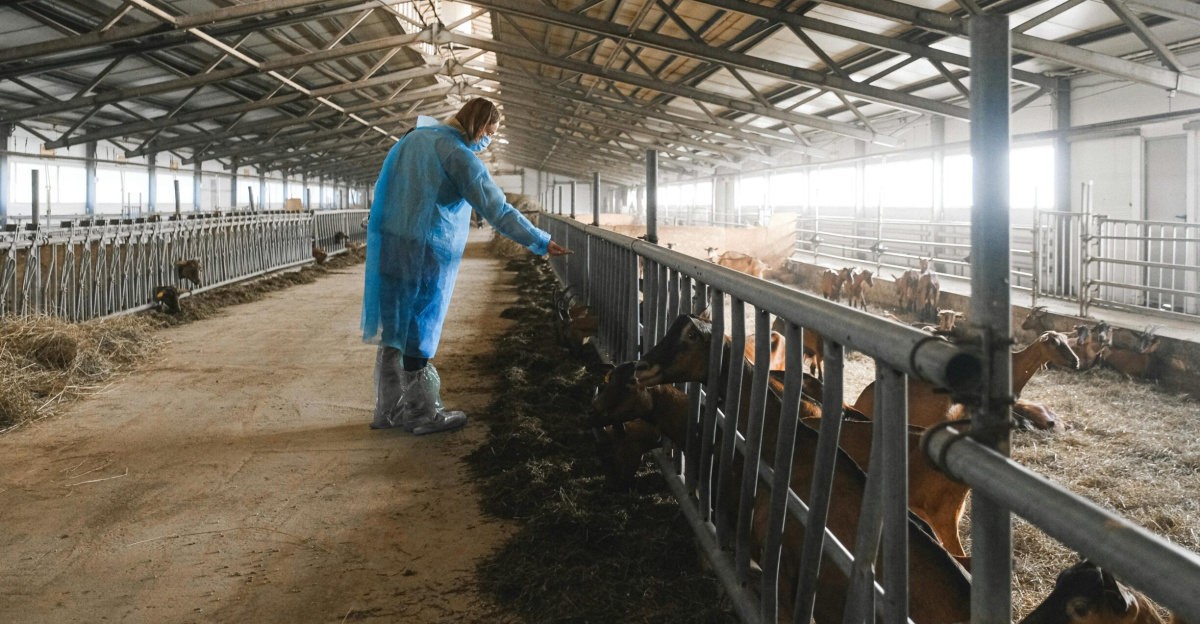 A farm worker in protective gear feeding goats inside a large barn.
