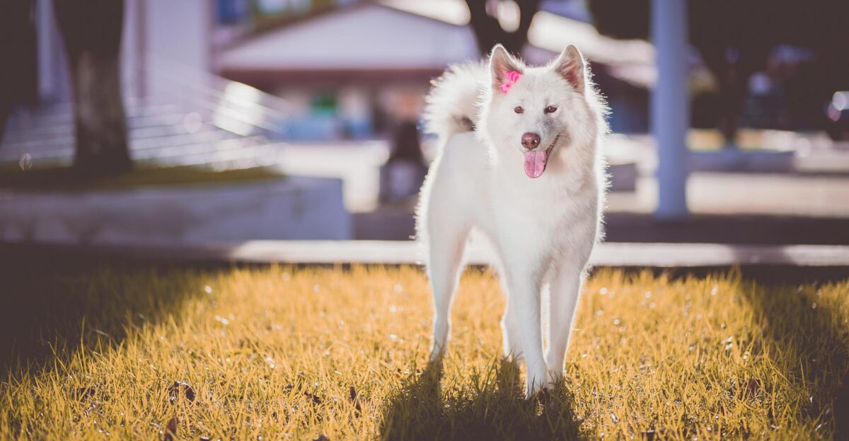 A cute white dog with a pink bow stands on grass in a sunny park