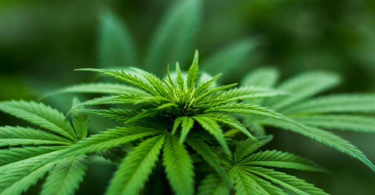 Vibrant close-up of a cannabis plant showcasing lush green leaves and natural growth outdoors