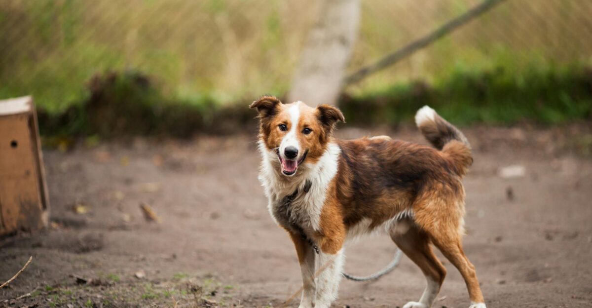 A cute Border Collie dog stands on a leash in an outdoor field with a blurred background