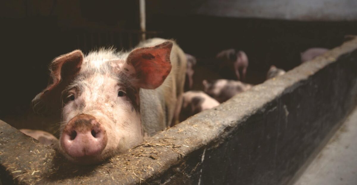 Close-up of a curious pig in a barn highlighting farm life