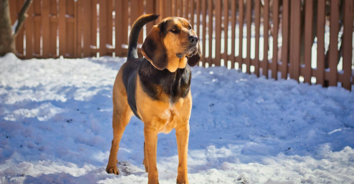Majestic bloodhound dog standing on snow covered ground in a fenced yard during winter