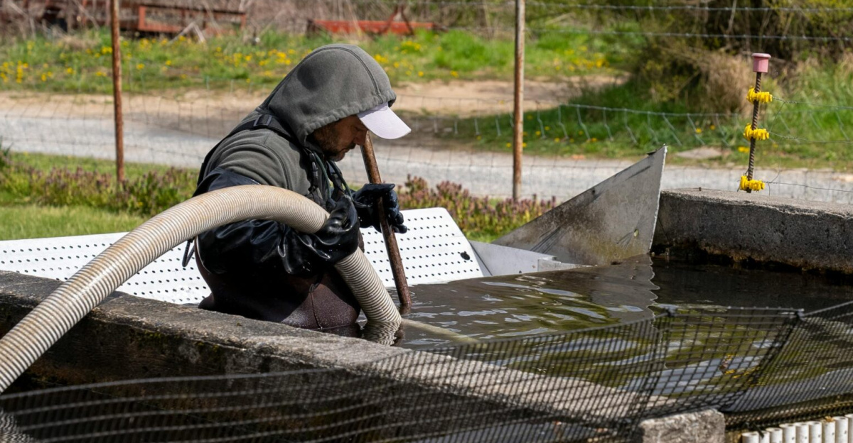 A person is managing a trout farm pond with a hose, ensuring healthy fish production.