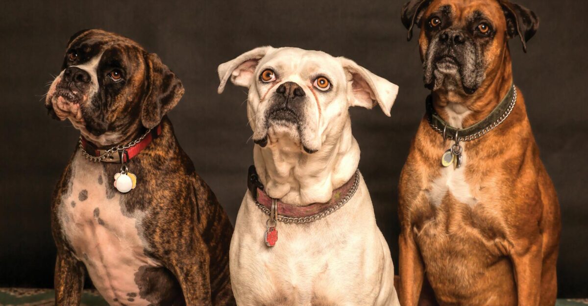 Three Boxer dogs posing in a studio setting showcasing elegance and charm