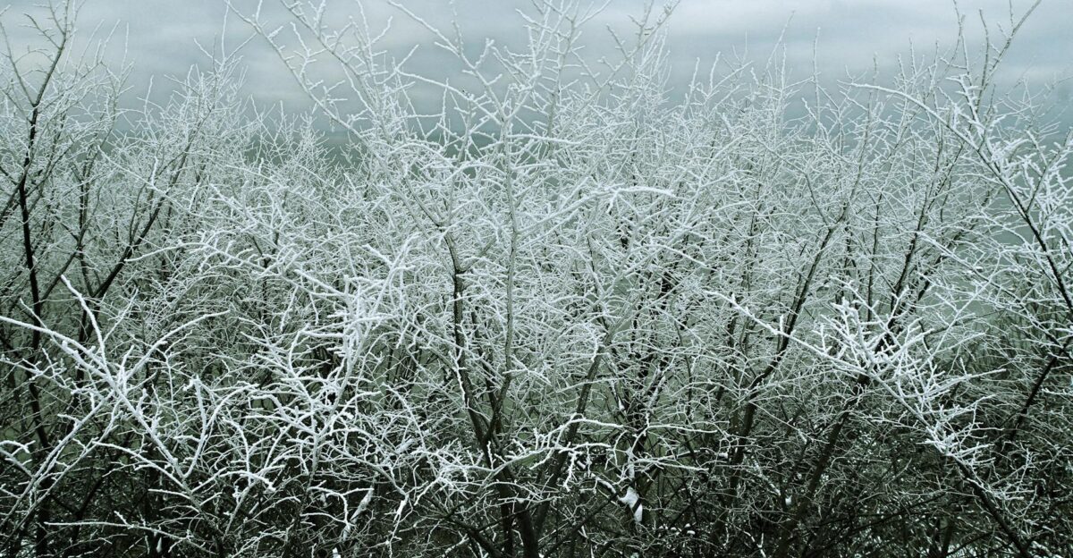 Breathtaking winter scene of frosty snow-laden branches against a cloudy sky