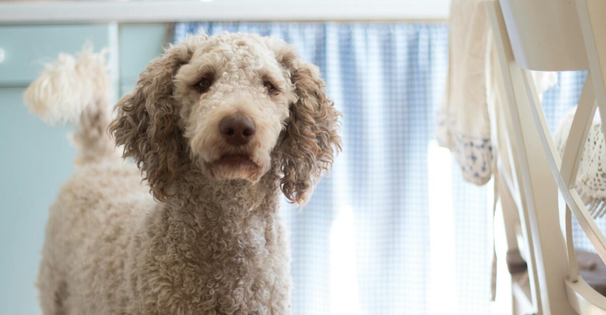 A curly-haired poodle stands attentively in a bright cozy kitchen