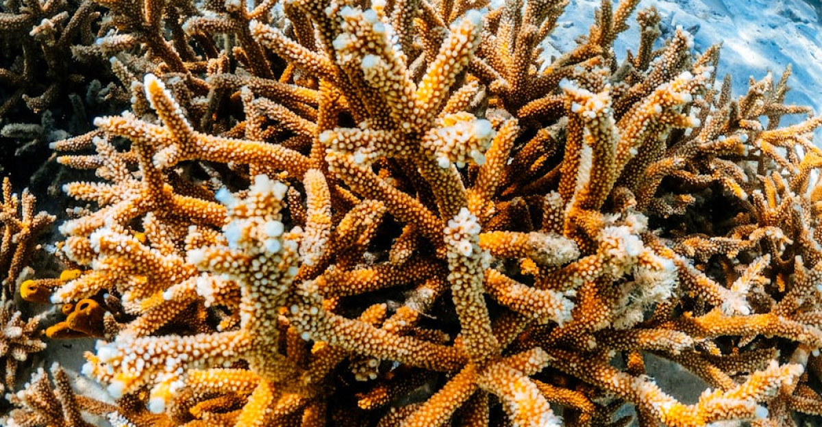 Colorful coral reef underwater in the pristine waters of Venezuela s Dependencias Federales