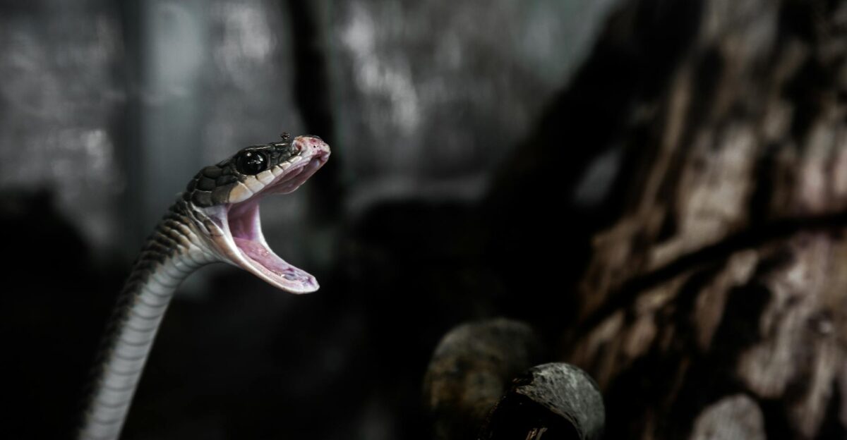 Dramatic close-up of a snake with open mouth in a dark forest-like setting
