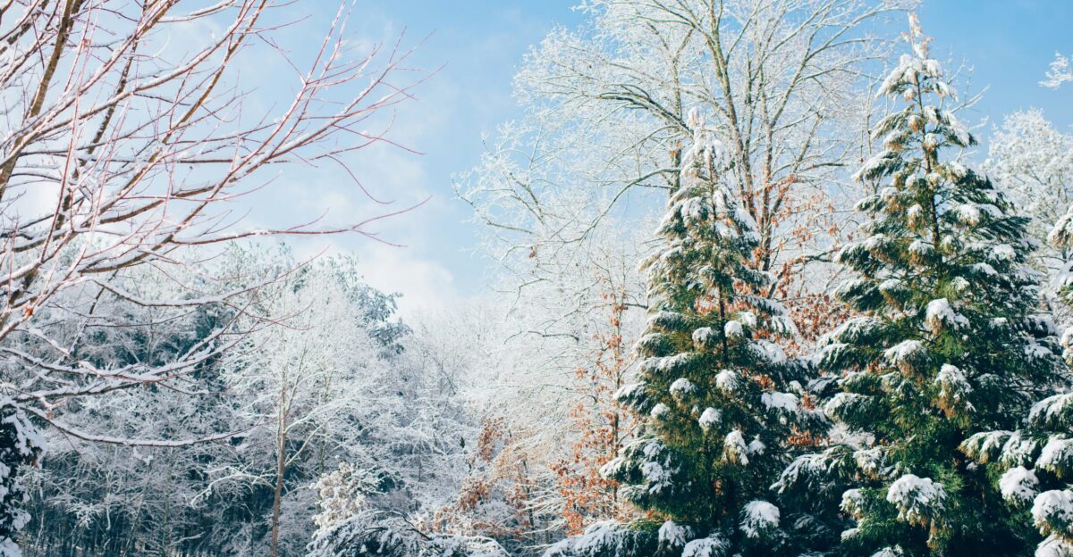 green pine trees during snow season