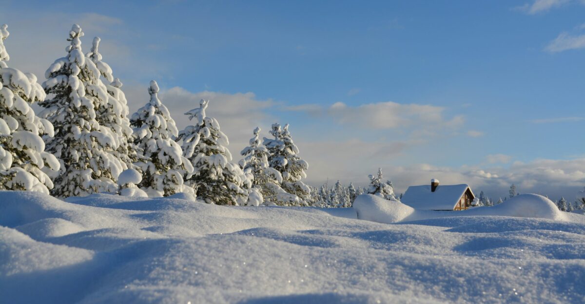 snow-covered trees under blue cloudy sky