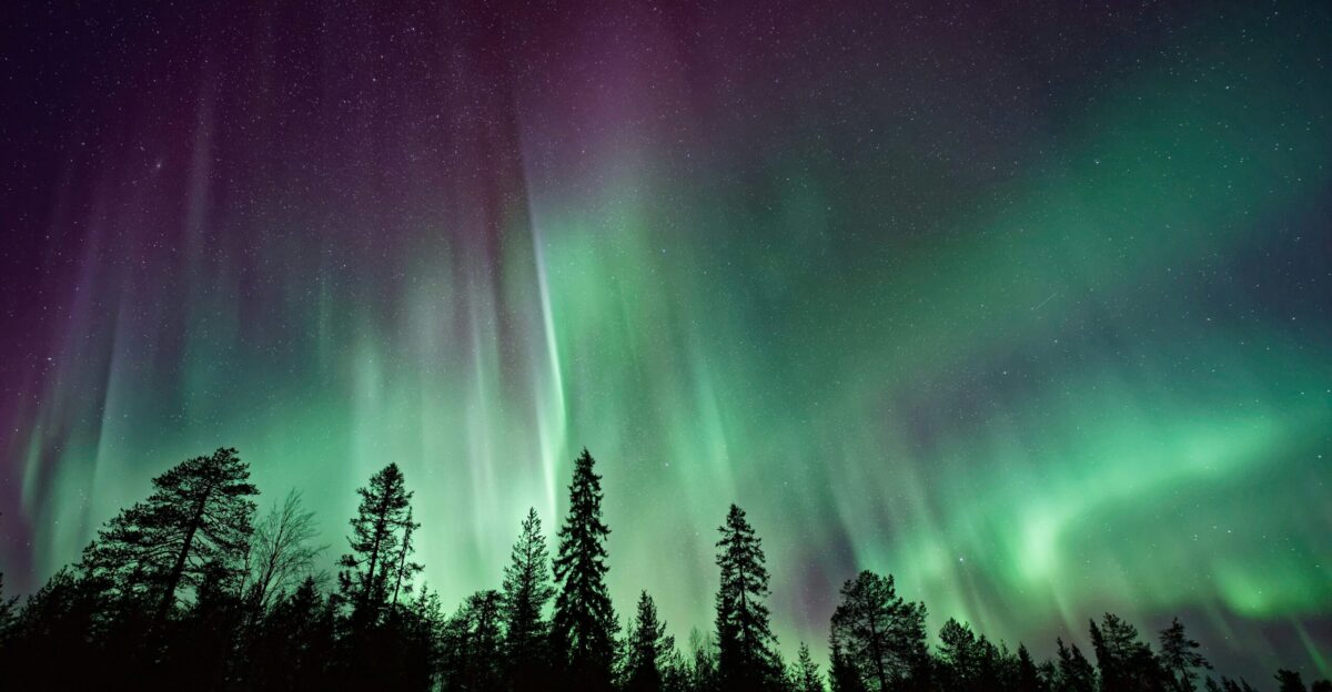 silhouette of trees near Aurora Borealis at night