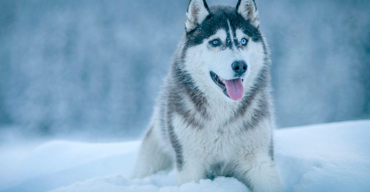 Alaskan Malamute walking on snow field