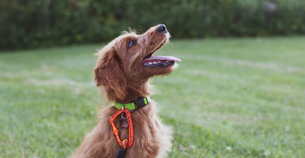 short-coated tan dog sits in green grass field during daytime