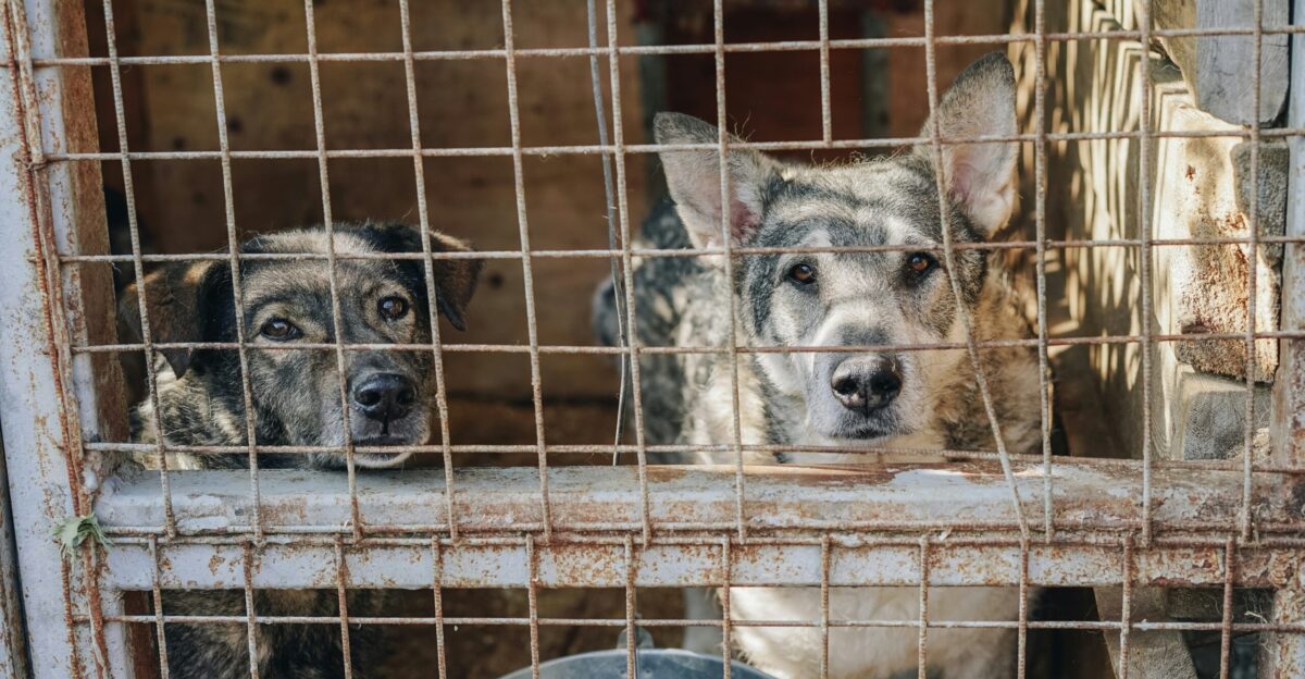 two dogs in cage during daytime