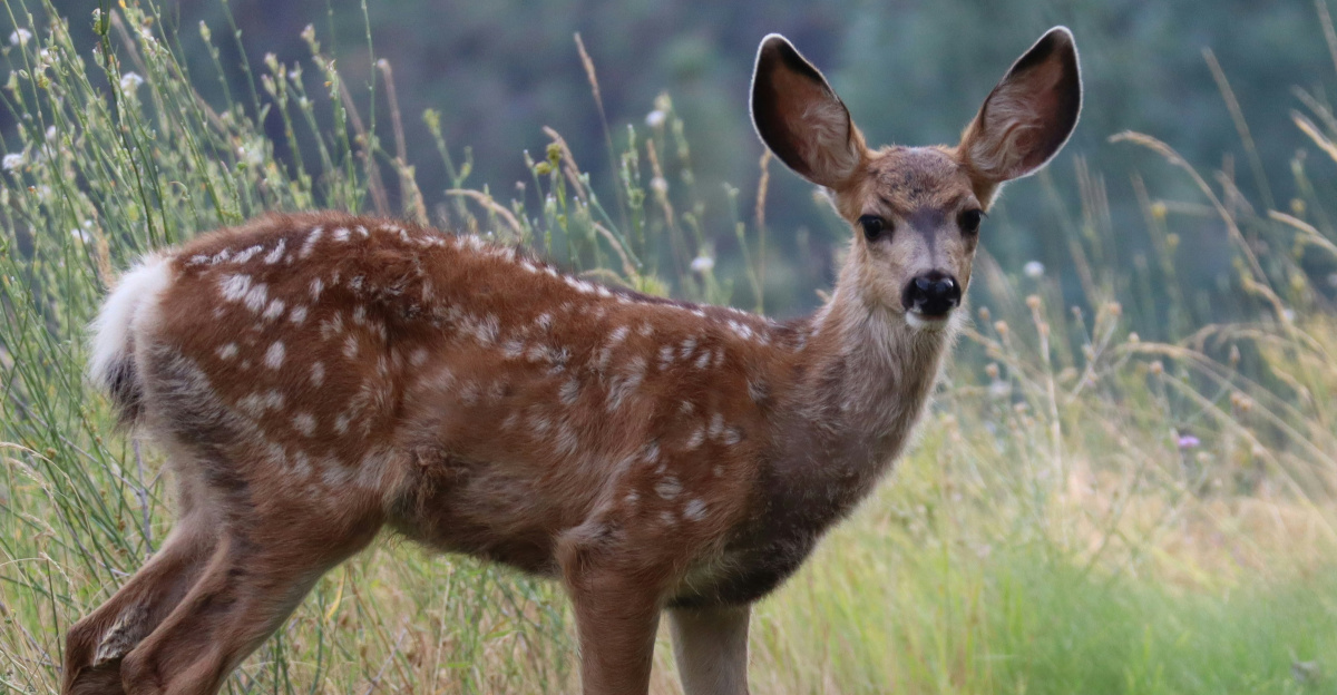 brown deer standing on green grass field