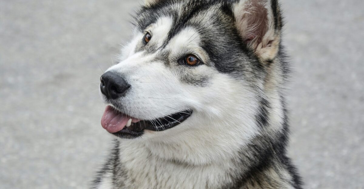white and gray Siberian husky