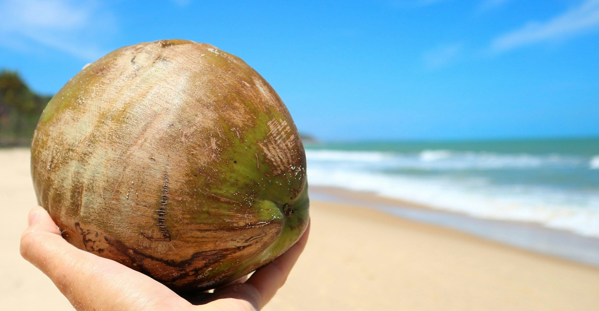 brown and green coconut