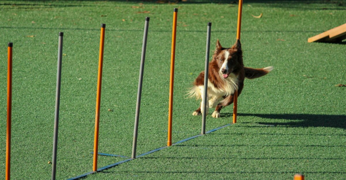 brown and white dog running through pole obstacles