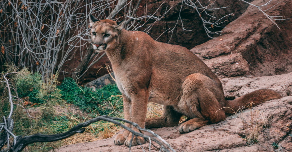 brown cougar sitting on rock ledge