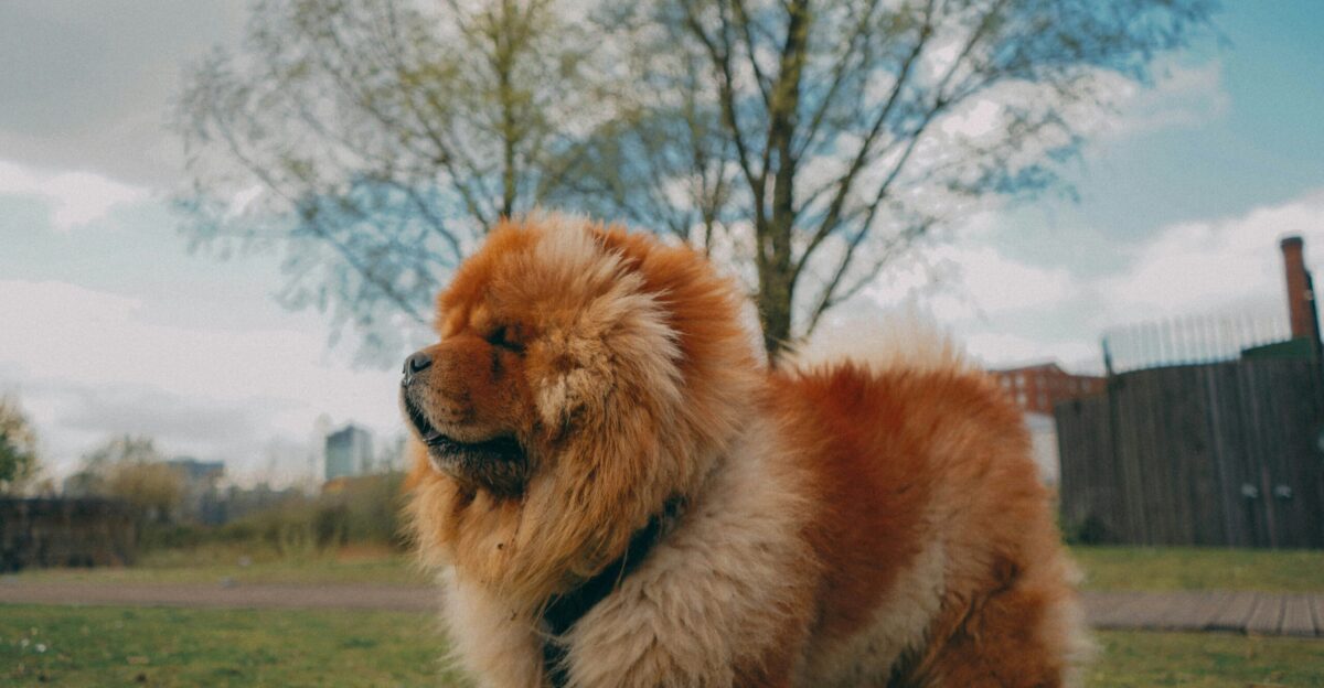adult orange chow chow