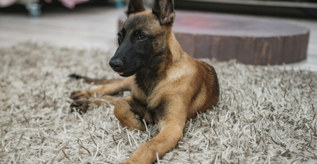 brown and black german shepherd lying on white and gray area rug