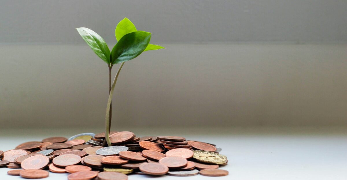 green plant on brown round coins
