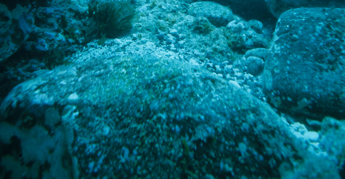person in black wetsuit under water
