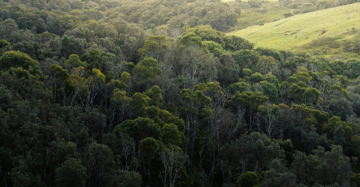 green trees on green grass field during daytime