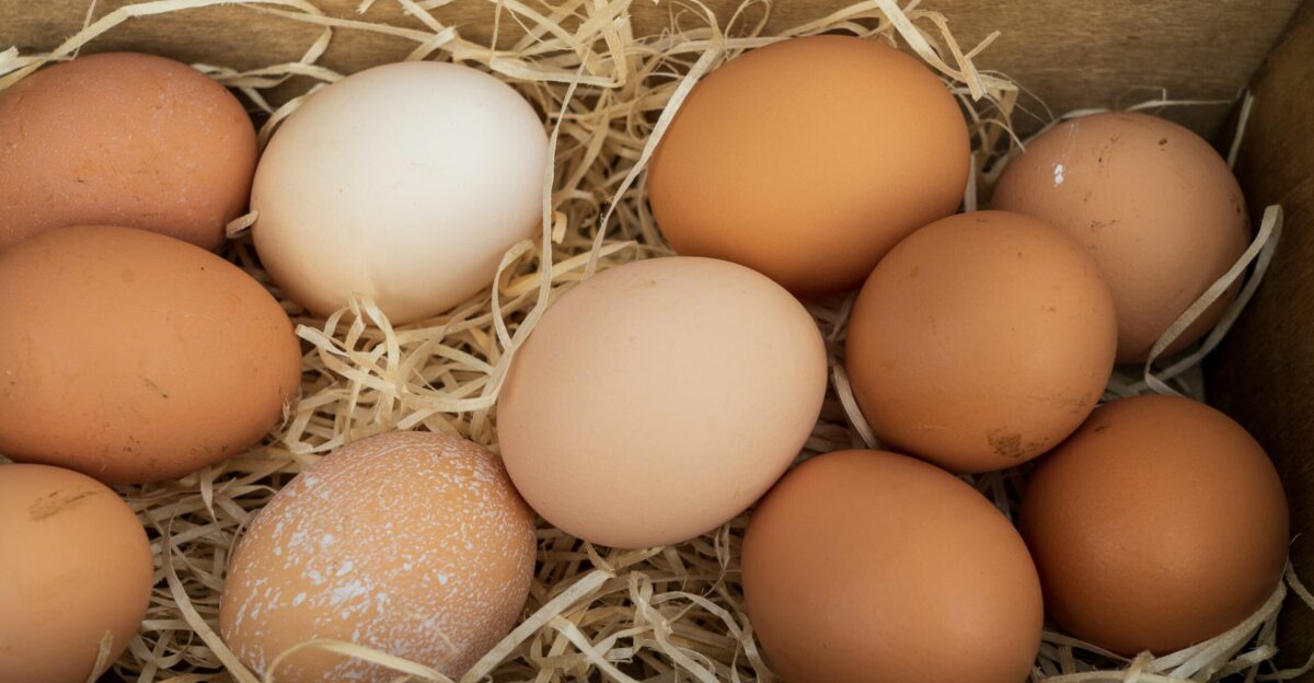 brown egg on brown nest