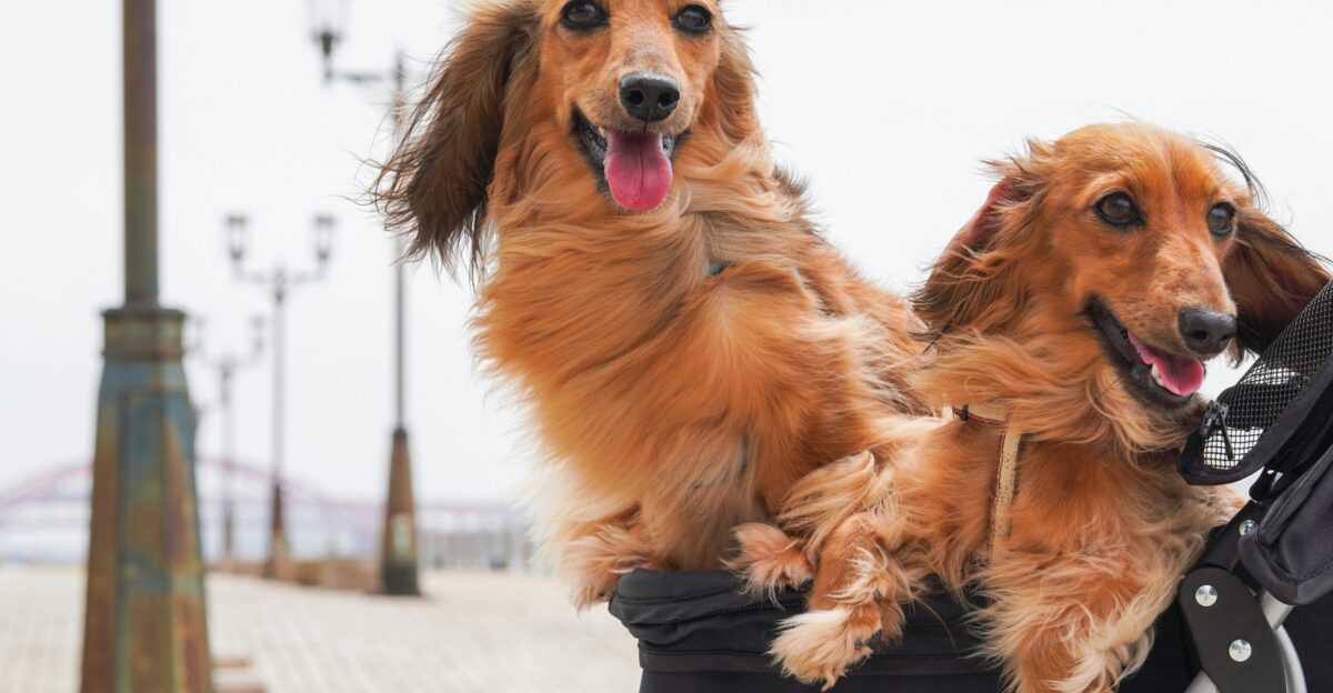 brown long coated dog wearing black and white dog shirt