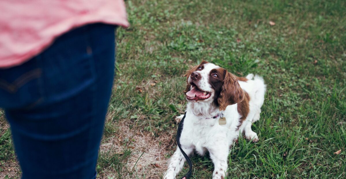 white and brown short coat medium dog on green grass field during daytime