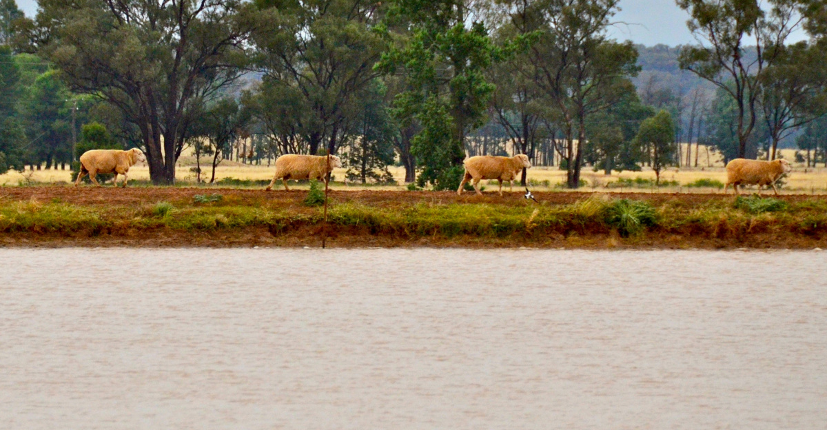 green trees near body of water during daytime