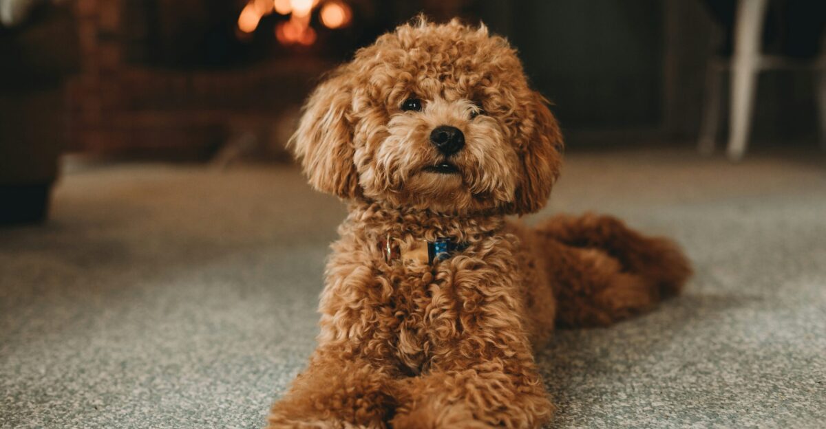 brown poodle puppy on blue carpet