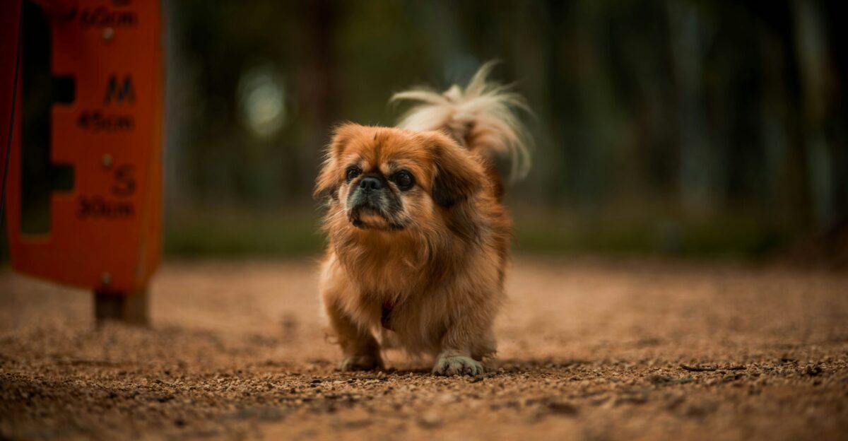 brown and white long haired small dog on brown soil during daytime