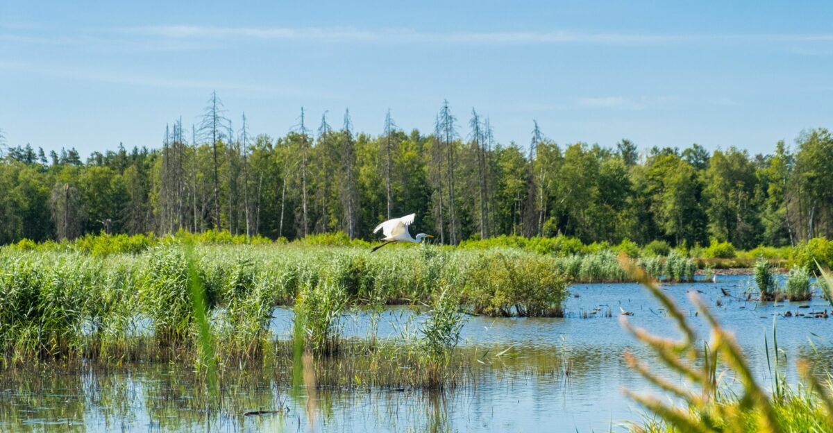 white bird flying over the lake during daytime
