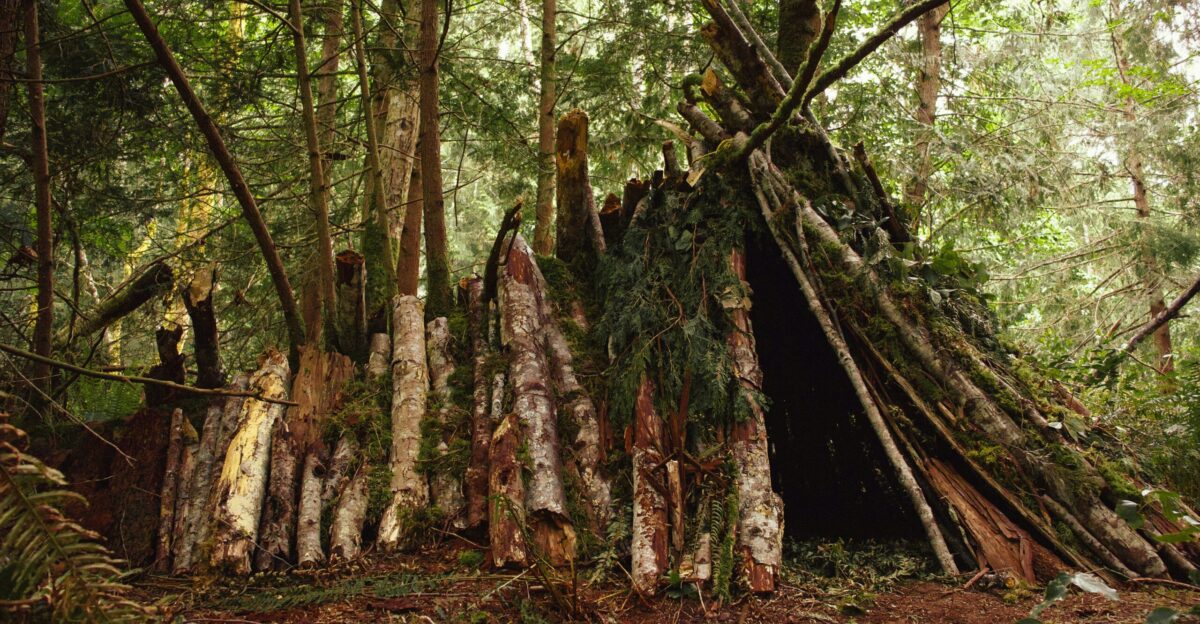 brown and green trees during daytime