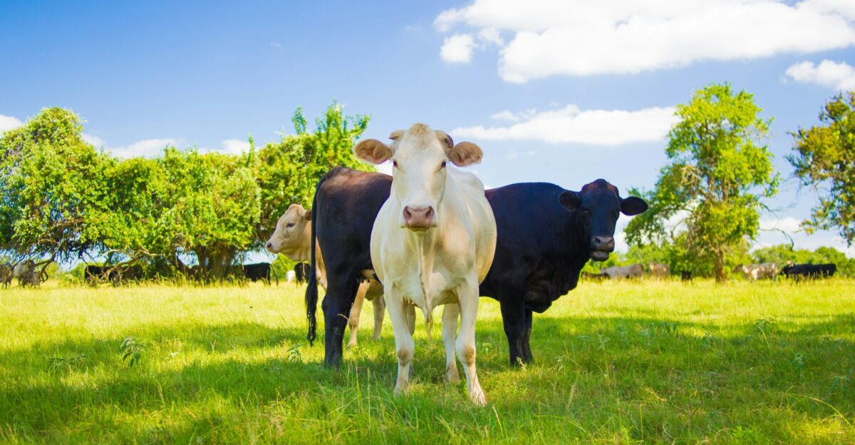 black and white cow on green grass field under blue sky during daytime