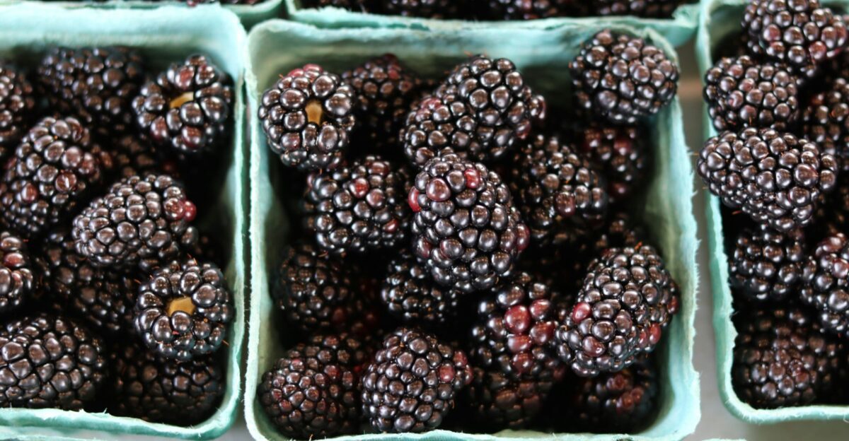 black berries in green plastic container