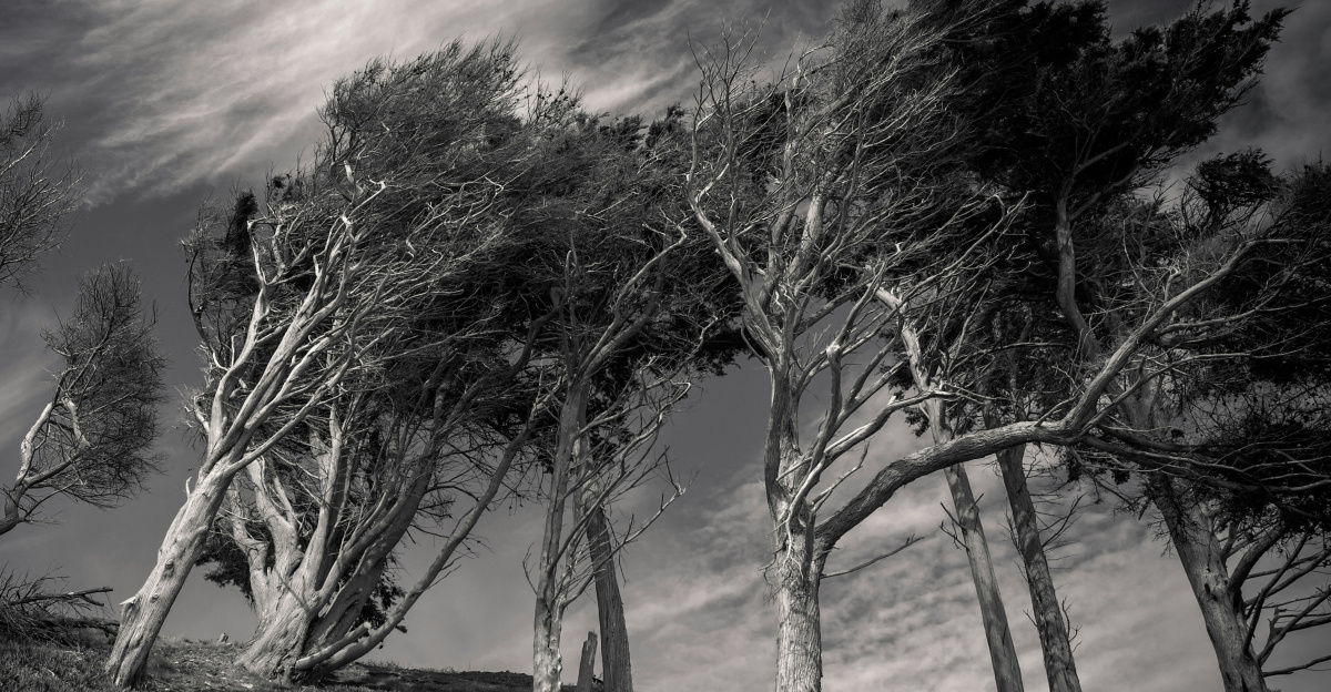 leafless tree on brown field under purple sky