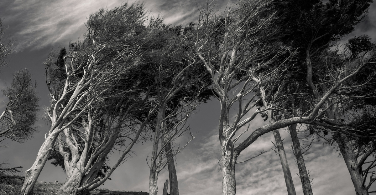 leafless tree on brown field under purple sky