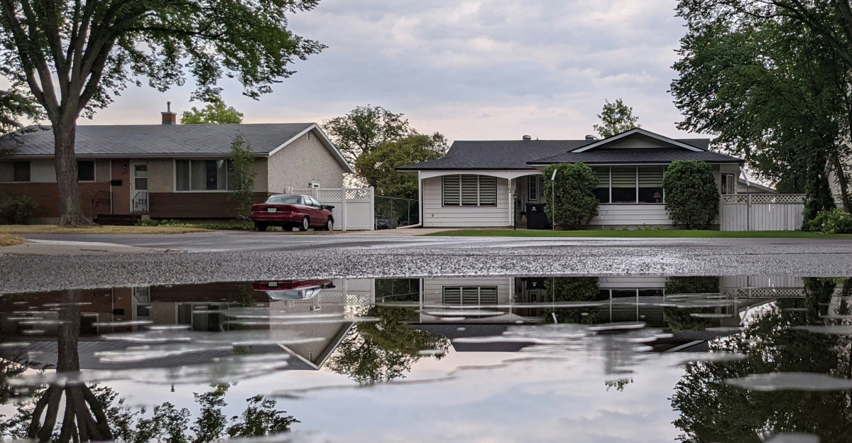 green trees beside body of water during daytime