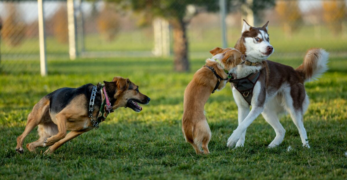 two dogs playing with each other in the grass
