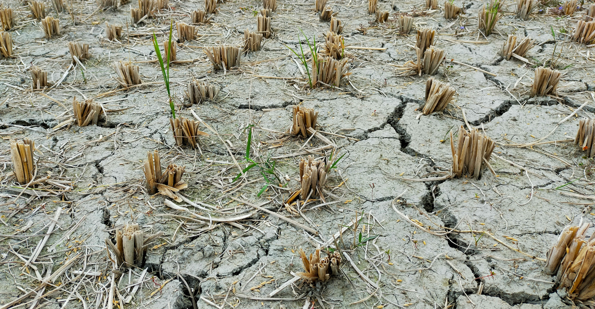 a large field of dead plants in the middle of the day