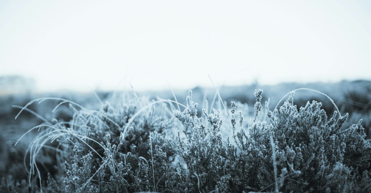 a field of grass covered in frost on a sunny day
