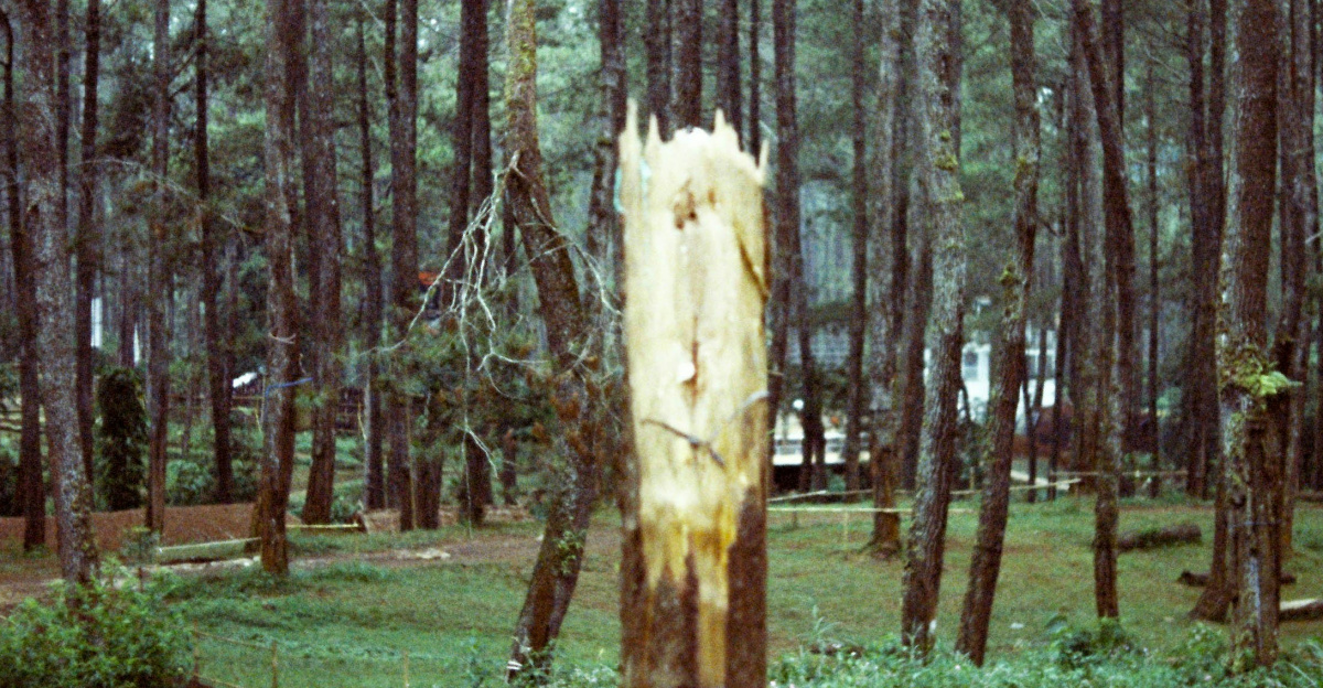 a tree stump in the middle of a forest