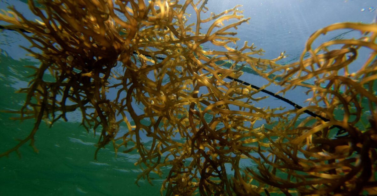 a sea weed in the water under the sun