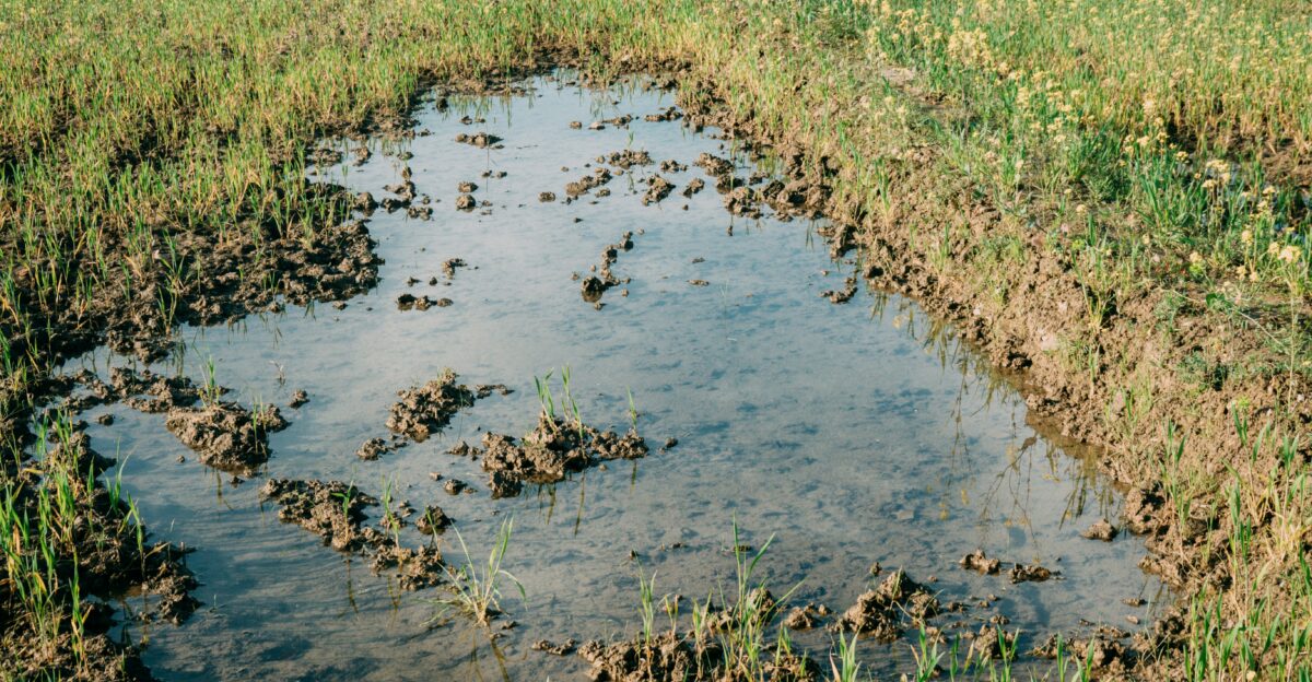 a puddle of water in a field with grass